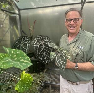 UJ Anthurium 'Michelle' アンスリューム　ミシェル