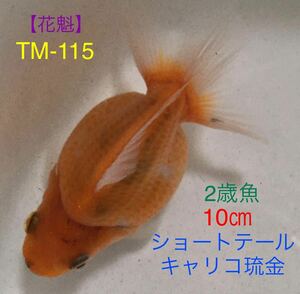 【花魁】TM-115 ショートテールキャリコ/2歳魚・10㎝《動画有り》