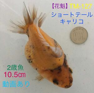 【花魁】TM-127 ショートテールキャリコ/2歳魚・10.5㎝《動画有り》