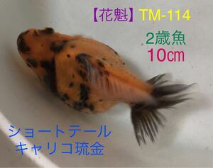 【花魁】TM-114 ショートテールキャリコ/2歳魚・10㎝《動画有り》