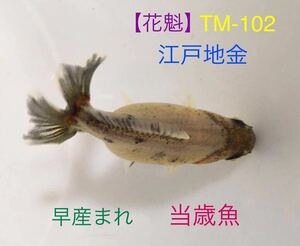 【花魁】TM-102 江戸地金/当歳魚《動画有り》地金、ロクリン、江戸地金、地金魚