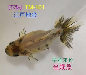 【花魁】TM-101 江戸地金/当歳魚《動画有り》地金、ロクリン、江戸地金、地金魚