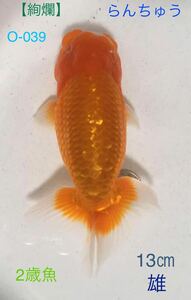 [..]O-039 golgfish 2 -years old fish / male {. star has confirmed }13.( animation equipped )