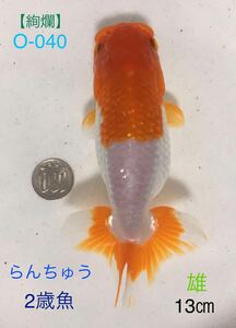 [..]O-040 golgfish 2 -years old fish / male {. star has confirmed }13.( animation equipped )
