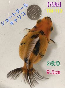 【花魁】TM-113 ショートテールキャリコ/2歳魚・9.5㎝《動画有り》
