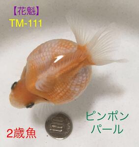 【花魁】TM-111 まん丸・ピンポンパール2歳魚《動画有り》