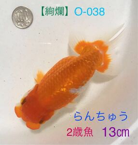 【絢爛】O-038 らんちゅう2歳魚/雌・13㎝（動画有り）