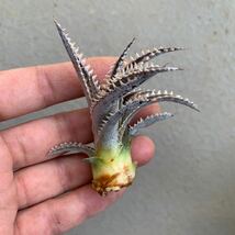 ディッキア Dyckia Hotaka かきこ b_画像3