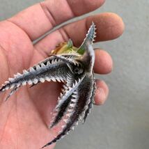 ディッキア Dyckia Hotaka かきこ b_画像7