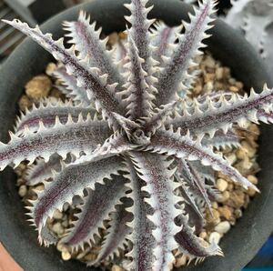 ti Kia Dyckia Hotaka...a