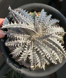 ti Kia Dyckia Ocean Star light...a