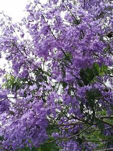 ジャカランダ＜紫雲木＞の種　30粒