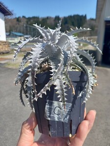 Dyckia Arizona×Mercury (ディッキア　アリゾナ×マーキュリー) C