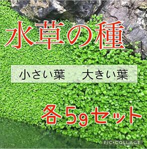 種から育てる水草　水草の種【小さい葉と大きい葉】各5gセット