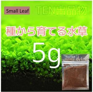 種から育てる水草　水草の種【小さい葉】5g