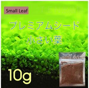 水草の種　プレミアムシード　種から育てる水草【小さい葉】10g