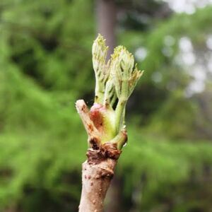 タラの芽天然200グラム　