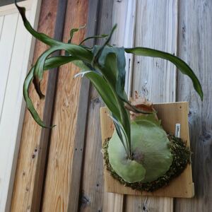 { large stock }P. 'Ripples' [ wave .](OC) lip rus staghorn fern 