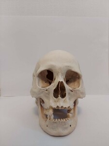 頭蓋骨標本　頭骨　骨格標本　人体模型　医学　医療　生物学　博物　古物　骨董　研究資料　