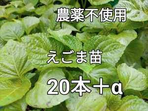 エゴマ苗　えごま苗　匿名送料無料　農薬不使用　