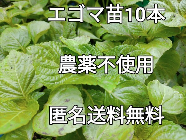 エゴマ苗　10本＋α　エゴマ苗（10〜15㌢）農薬不使用　