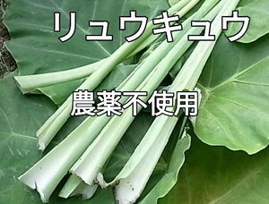 ハスイモ　はすいも　リュウキュウ苗　小苗　送料無料匿名発送　