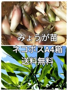 みょうが苗　農薬不使用　ベランダ栽培　菜園栽培　ビタミン野菜　香味　薬味野菜