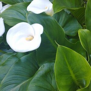 湿地性カラー　シンプル　簡単　白花