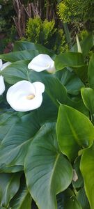 湿地性カラー　シンプル　簡単　白花