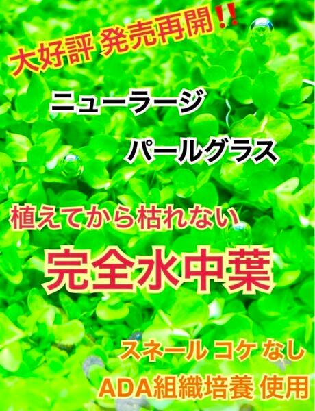 【水中で枯れずにすぐ育つ水中葉】 ニューラージパールグラス 【安心の無農薬】①