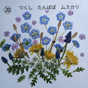 ⑳ネモフィラ　たんぽぽ　押し花素材