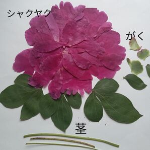 シャクヤク（濃いピンク）押し花素材