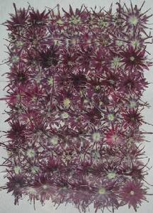  business use pressed flower Star phlox purple high capacity 500 sheets dry flower deco resin . seal 