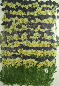  для бизнеса засушенный цветок viola Helen крепление лист есть большая вместимость 500 листов сухой цветок декоративный элемент resin . печать 