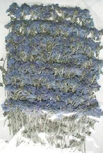  business use pressed flower myosotis pattern attaching blue high capacity 500 sheets dry flower deco resin . seal 