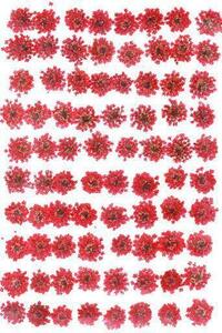  для бизнеса засушенный цветок гонки цветок красный окраска большая вместимость 500 листов сухой цветок декоративный элемент resin . печать 