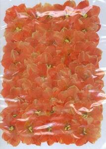  business use pressed flower daffodil flower orange high capacity 300 sheets dry flower deco resin . seal 