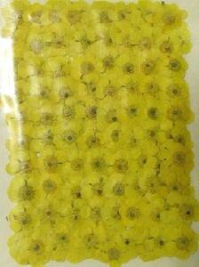  business use pressed flower gold bow ge yellow color dyeing high capacity 500 sheets dry flower deco resin . seal 