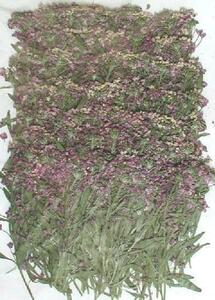  business use pressed flower alyssum light purple high capacity 300 sheets dry flower deco resin . seal 