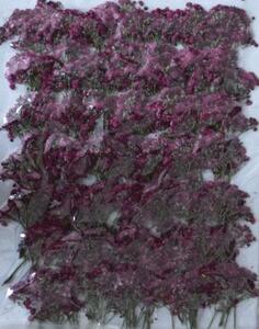  для бизнеса засушенный цветок rental mi saw лиловый . большая вместимость 300 листов сухой цветок декоративный элемент resin . печать 