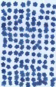 для бизнеса засушенный цветок незабудка цветок голубой окраска L размер 1000 колесо большая вместимость 1000 листов сухой цветок декоративный элемент resin . печать 