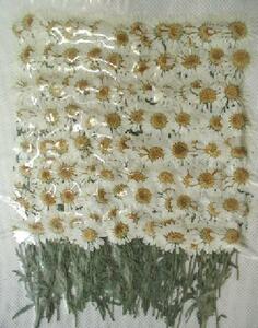  business use pressed flower no- sport white leaf attaching high capacity 250 sheets dry flower deco resin . seal 