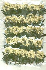  для бизнеса засушенный цветок kote Мали лист есть 300 шт. входит большая вместимость 300 листов сухой цветок декоративный элемент resin . печать 