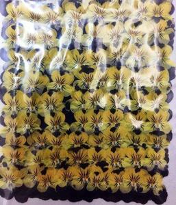 business use pressed flower viola Mix color high capacity 500 sheets dry flower deco resin . seal 
