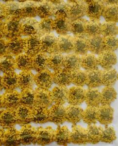  business use pressed flower alyssum. flower yellow color dyeing high capacity 500 sheets dry flower deco resin . seal 