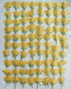  business use pressed flower .. floral print attaching high capacity 500 sheets dry flower deco resin . seal 