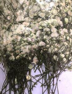  для бизнеса засушенный цветок rental mi saw белый ( большой ) большая вместимость 500 листов сухой цветок декоративный элемент resin . печать 