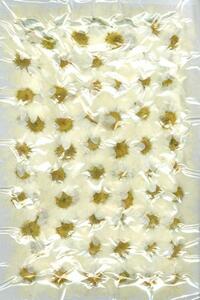  business use pressed flower white .300 wheel entering high capacity 300 sheets dry flower deco resin . seal 