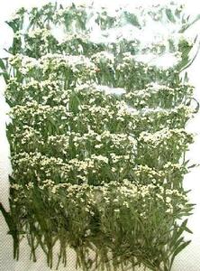  business use pressed flower alyssum leaf attaching white 500 pcs insertion . high capacity 500 sheets dry flower deco resin . seal 