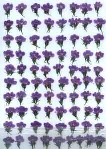  для бизнеса засушенный цветок лобелия лиловый рисунок имеется большая вместимость 500 листов сухой цветок декоративный элемент resin . печать 